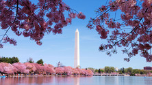 Washington Monument During Cherry Blossom Season, Washington DC, United States
